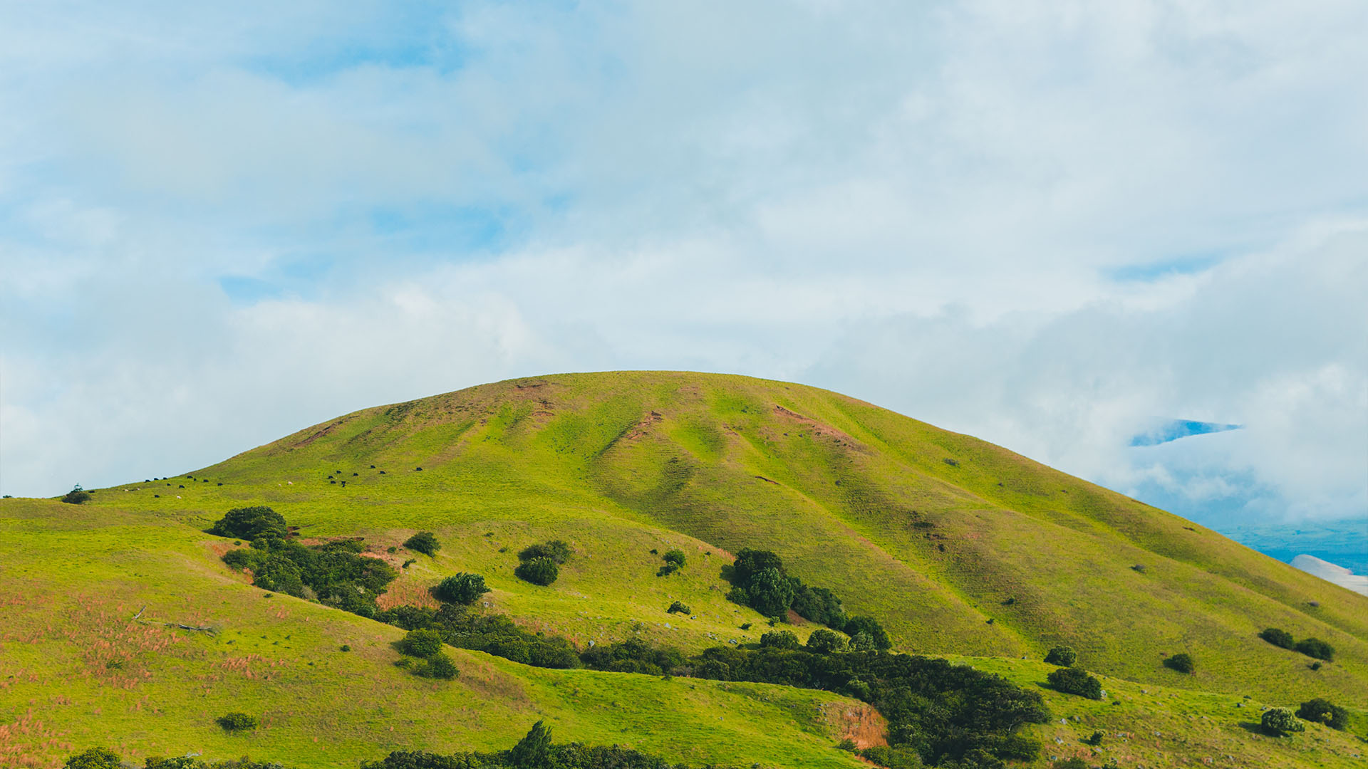 pie face sky high argos